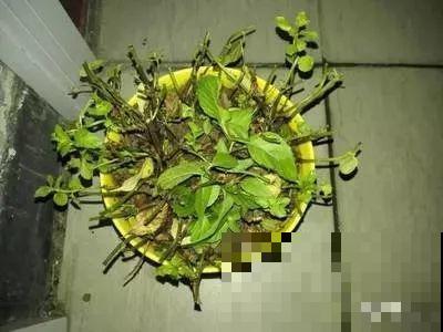 养花不易，碰上这样的伸手党，真没法好好做朋友了！
