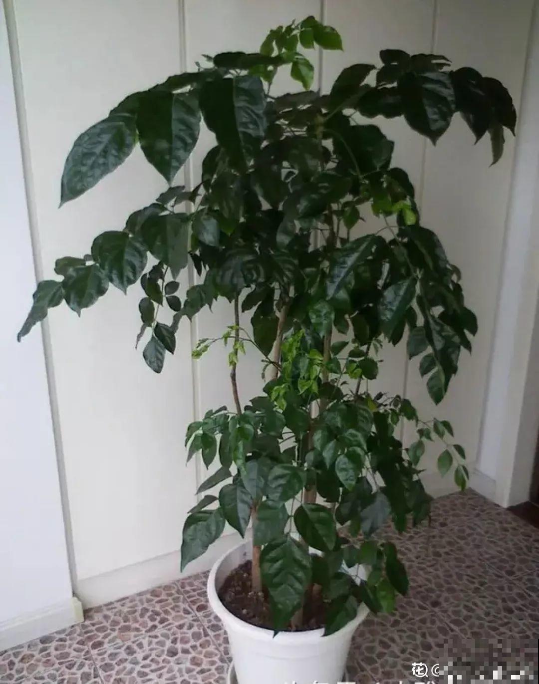 再难养的花，也都有方法来治它，秋天坐等赏花！