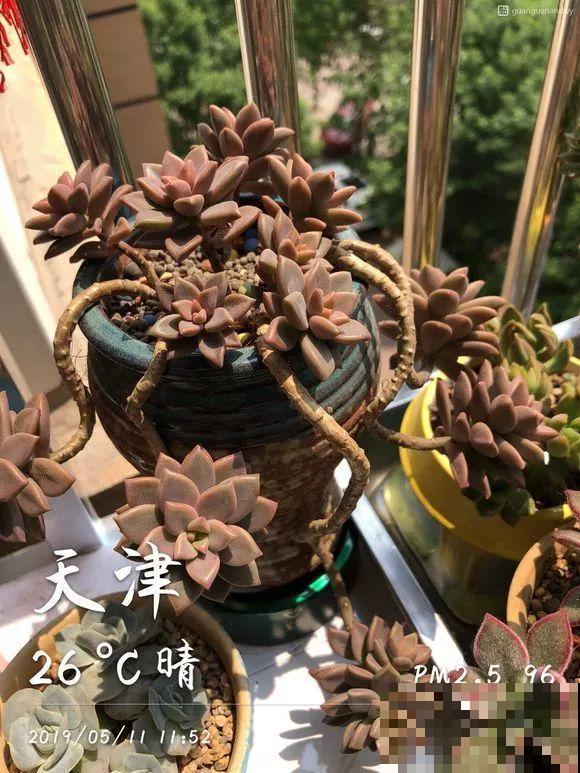 这多肉从小苗到老桩，仅用了3年，枝干长得手指粗！