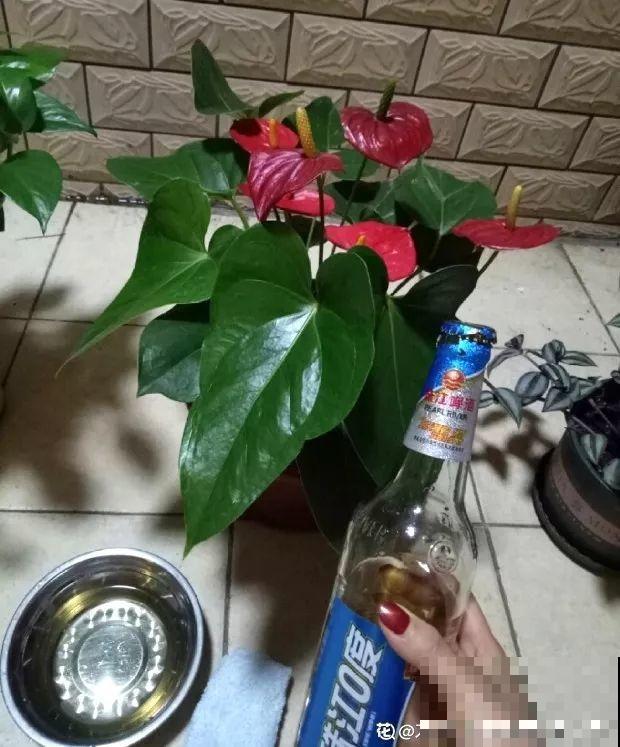 家里有这花，叶子沾灰不清洗，净化能力降到零！