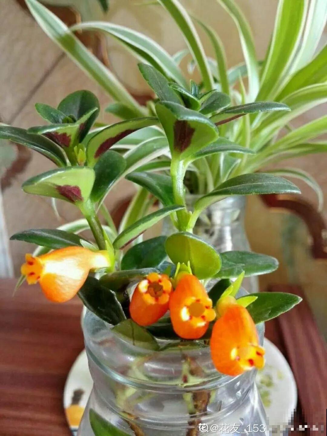 这花的叶子肉嘟嘟，开出来的花更是可爱，晒晒阳光就开爆！