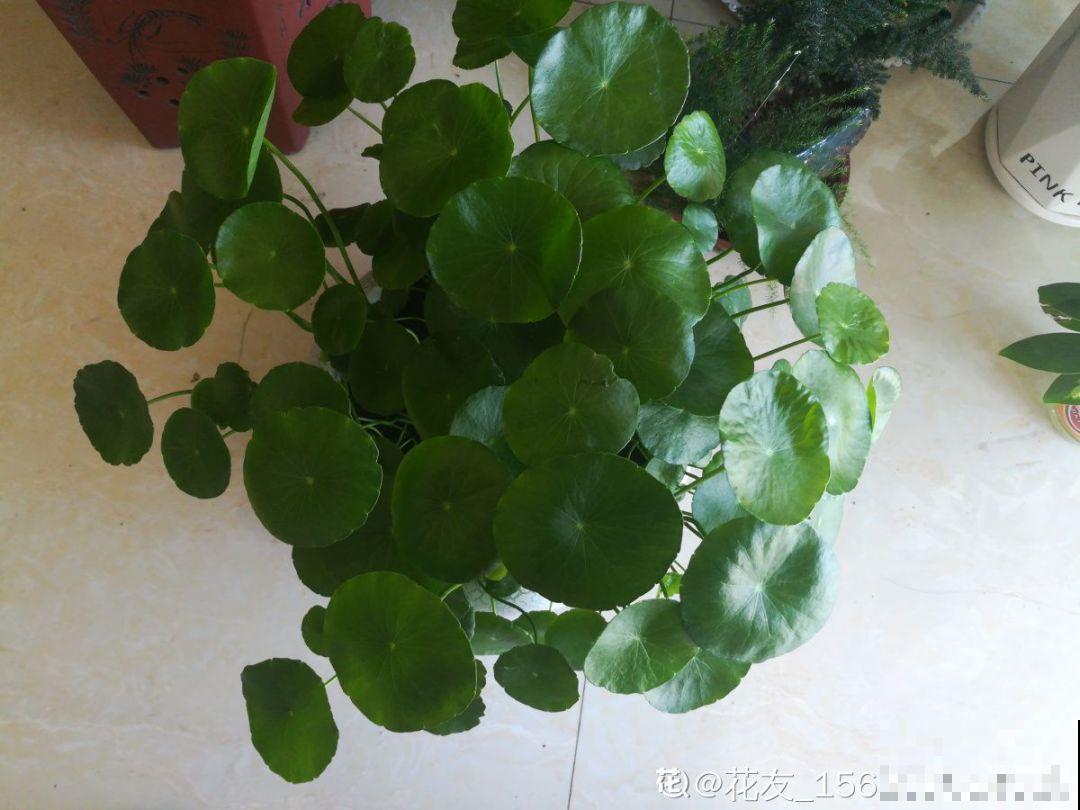 再好养的花也怕冷，放外面一晚上，一不小心变烂草！