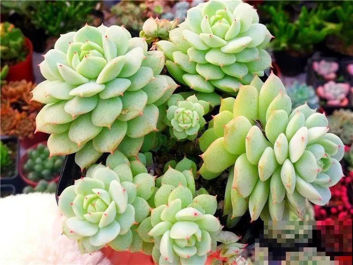 这6种多肉太难养，赶紧留个种，省得每年都要重新买！