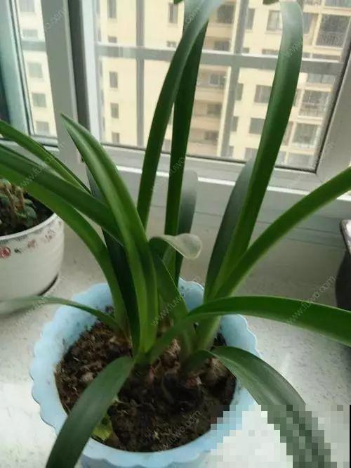 这花不能种太深，花盆大了，别指望能开花！