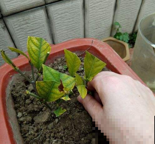 终于等到了扦插季，这两种花赶紧动手，明年不用买花了！