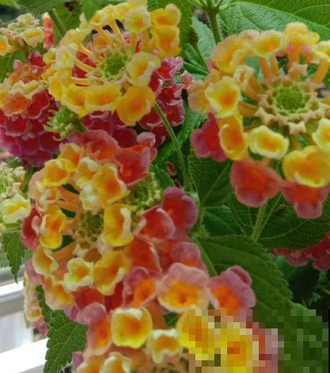 一花一色太单调，养盆五色花，一盆开出花彩虹！