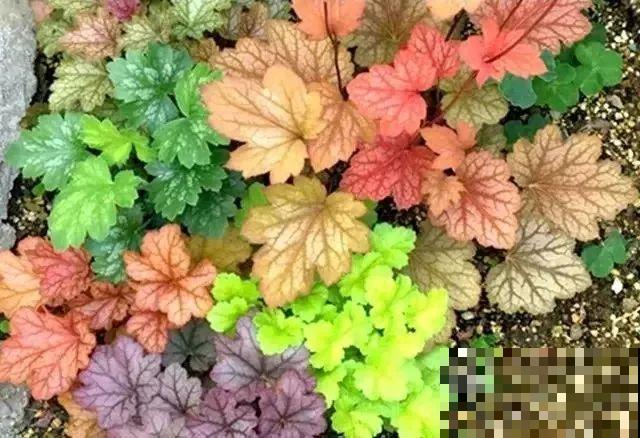 别养绿萝了，这种耐阴花，冬天低温冻不死！