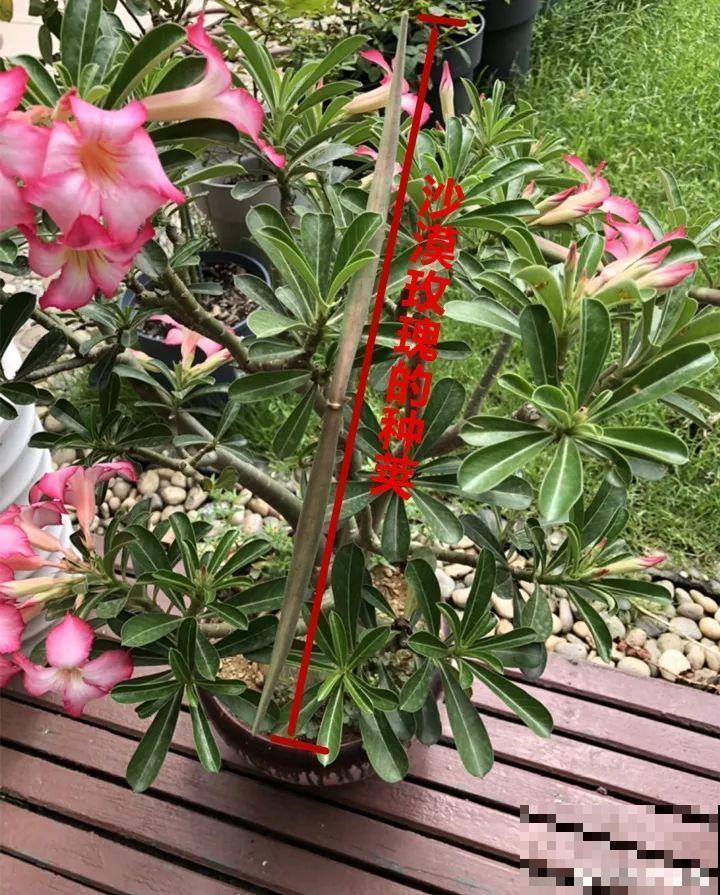 客厅养的耐旱花，30天不浇水，照样精神又气派！