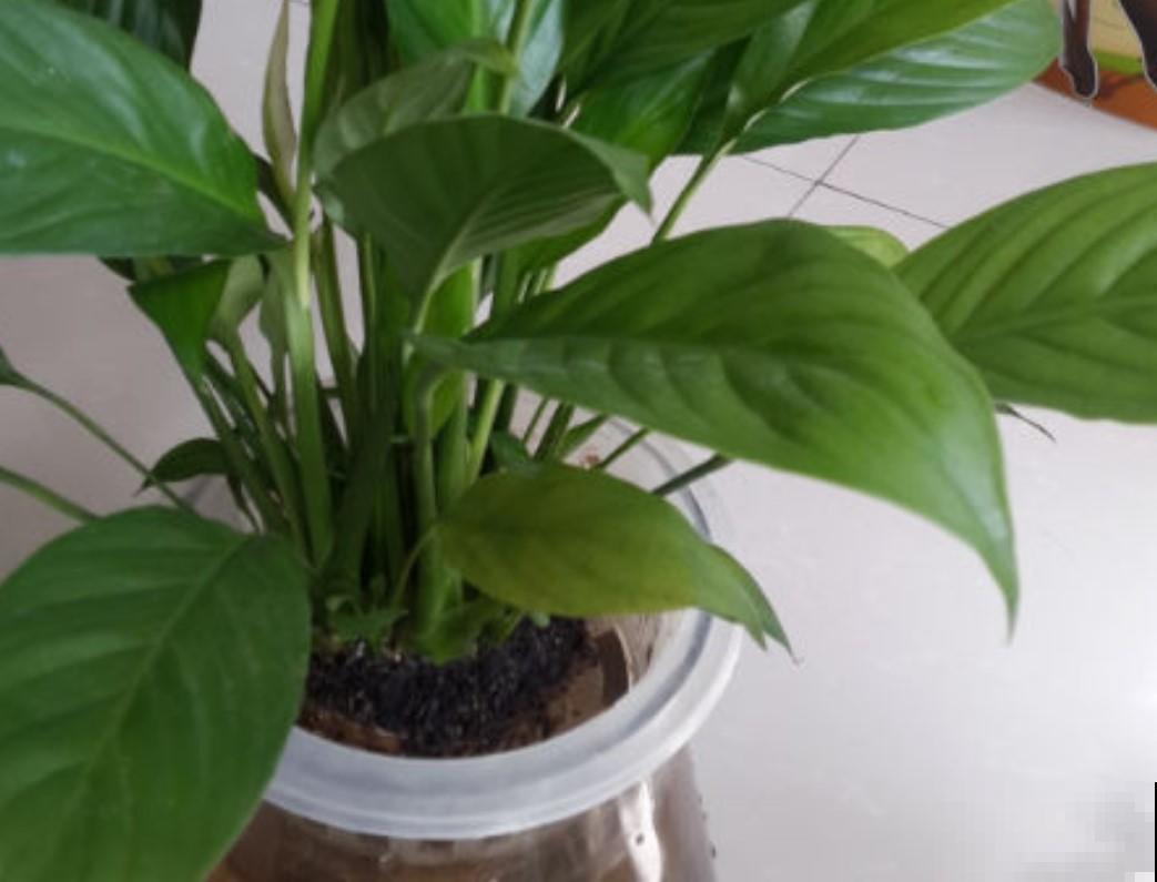 家里养白掌了吗？试试这招，花开不断！