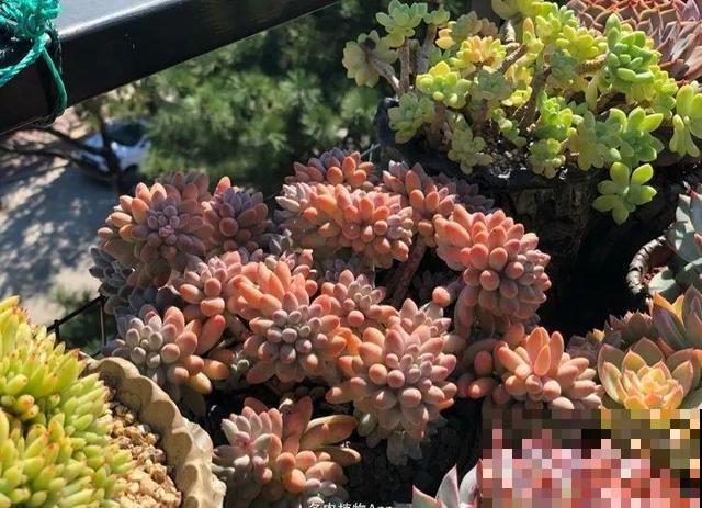 一排排的这种植物，整齐划一地放在阳台上，让人羡慕