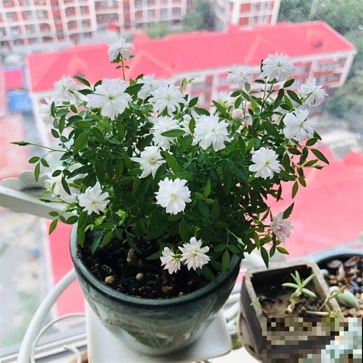 这花叶子长不大，开花只有拇指大小，姐姐反倒乐开花！