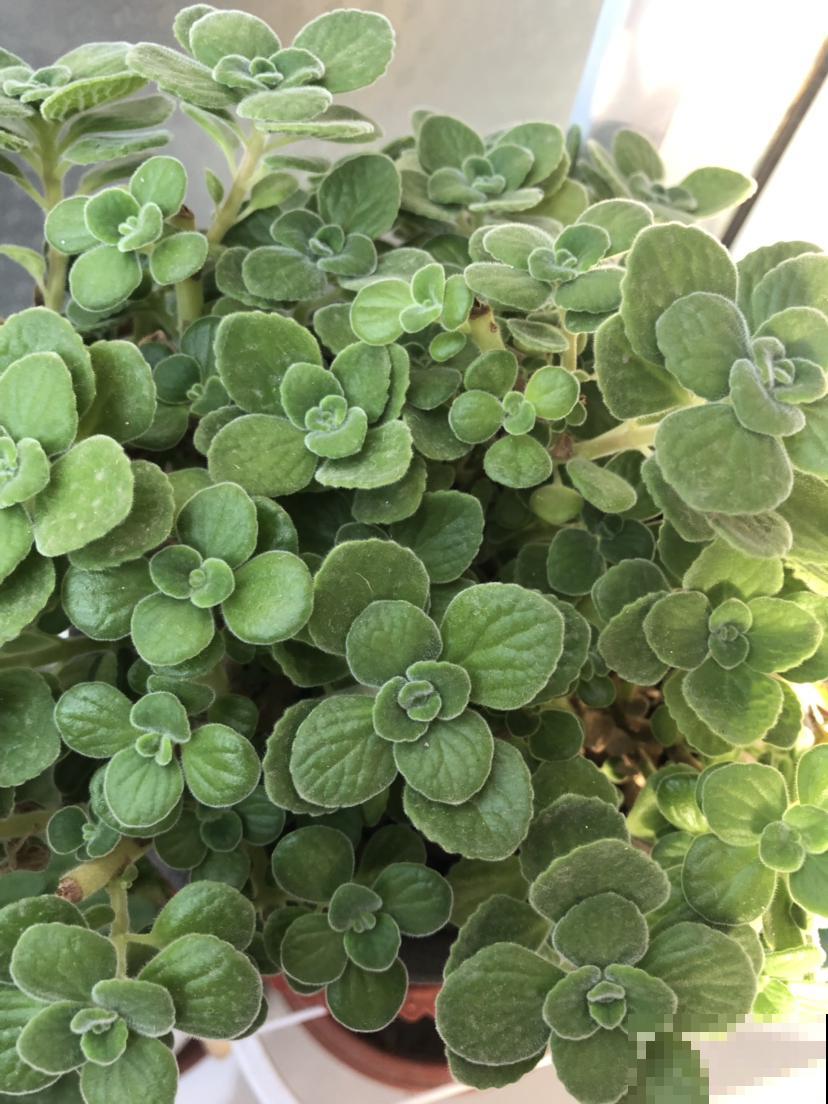 这花一碰就一股青苹果味，叶子翠绿肉嘟嘟，清新可爱惹人疼！
