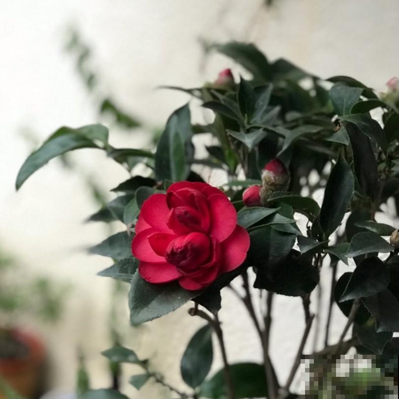 茶花突然掉花苞，这个季节真是不应该，赶紧这样做才能挽救回来！