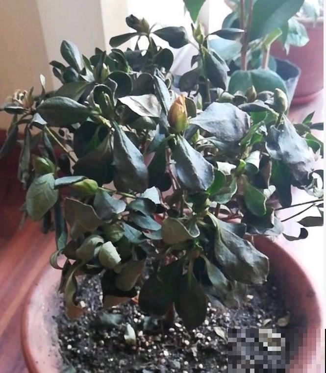 秋季及时修剪杜鹃花，轻松剪一下，很快就会有花赏！