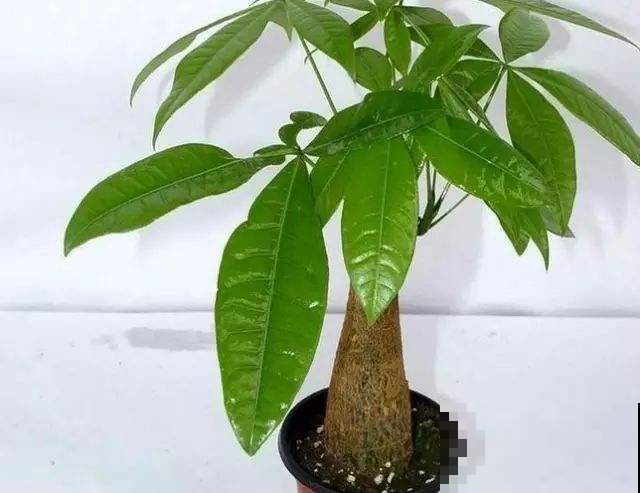她家发财树咋样的，怎么半年不见就变身大树？原来有这几个秘诀！