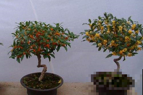 别人家桂花开成大朵香云，你家却开成小米粒？原来是这件事没做到