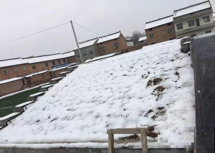这多肉比太阳花还好养，长满整个屋顶，下大雪也冻不死！