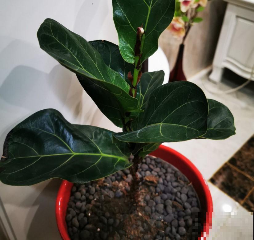 植物也是需要适应环境，注意几点，呼呼长叶子不在话下！