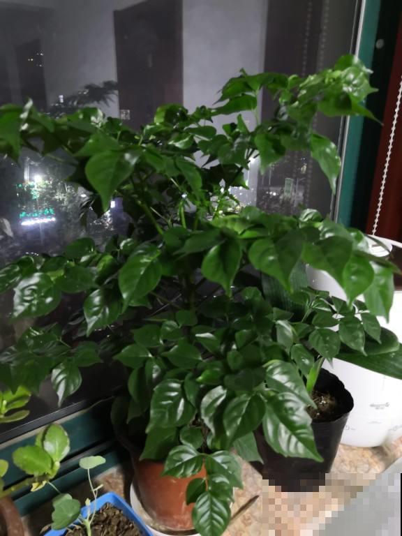 家有幸福树，这么养护枝繁叶茂幸福来，吉祥极了！