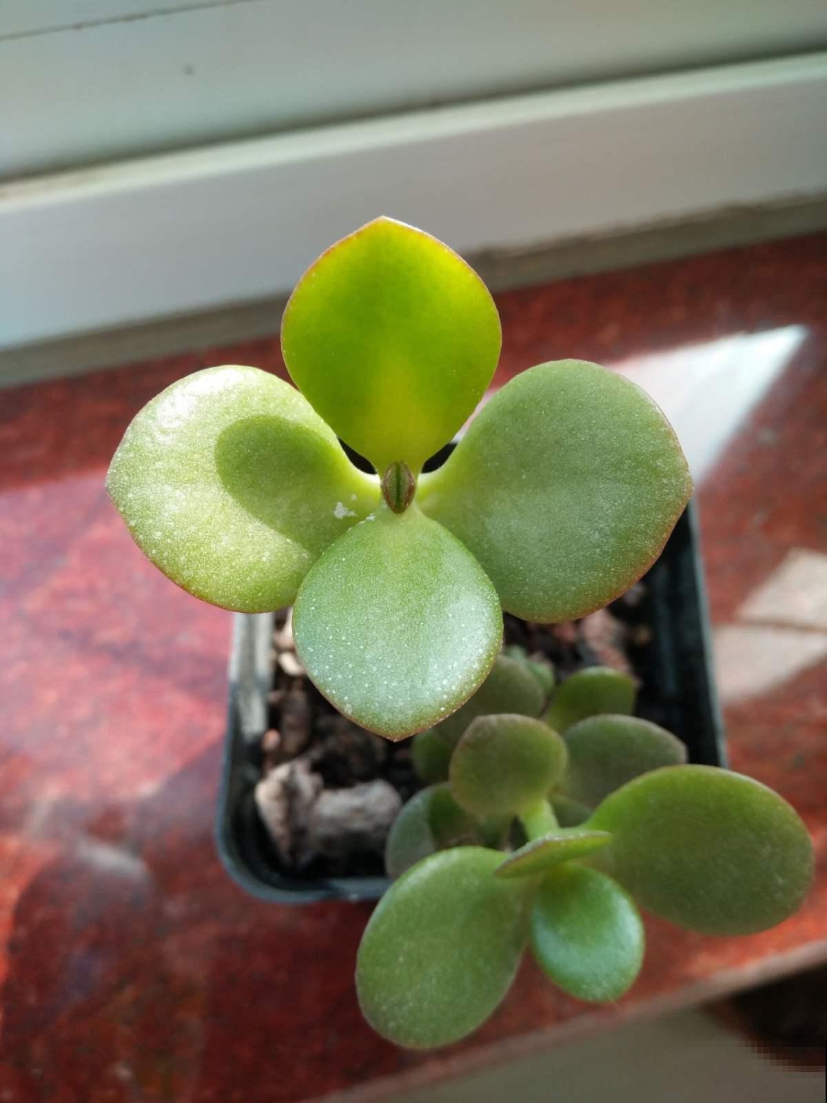 从盆栽玉树上截下一段，2年后长得比原来更大，太赚了！