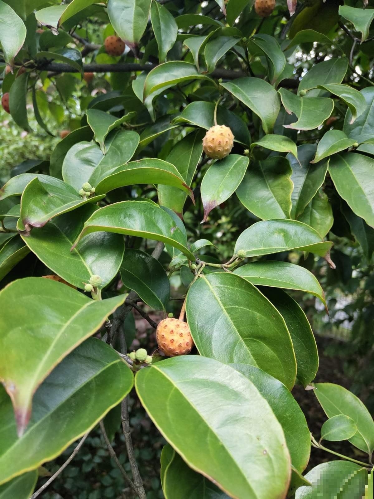这花真奇怪，四个瓣包一个小绒球，秋天结出一堆小荔枝甜似蜜