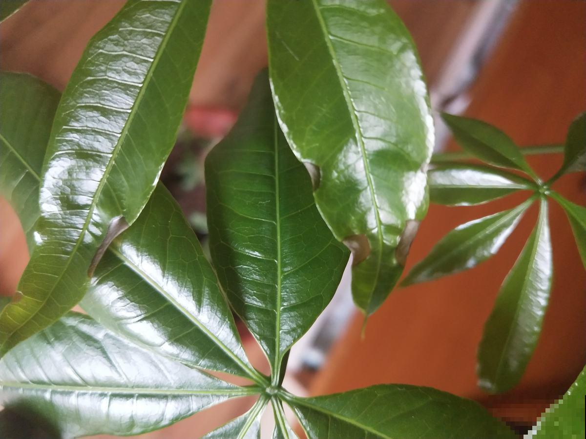 给发财树施肥记好了，加一些钾肥，枝叶繁茂不低垂！