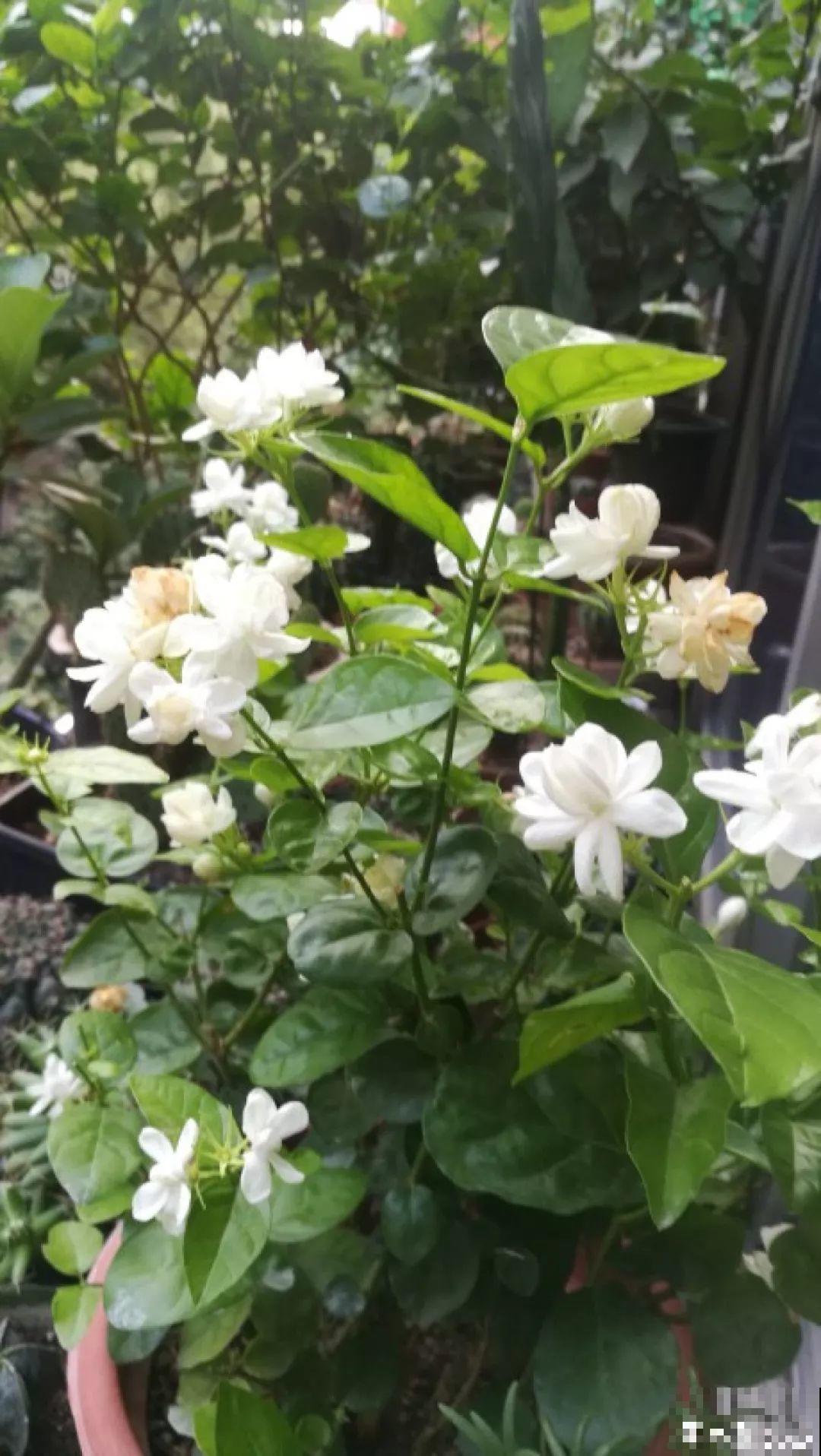 这花一开，赛过所有香水，花苞摘一摘还能泡水喝！