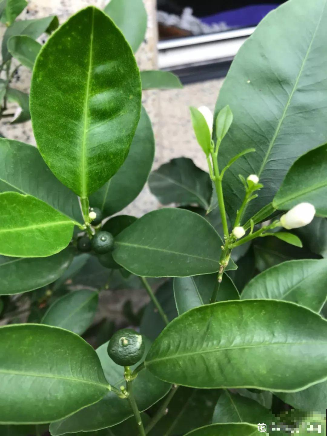 桔子开花不带停，养在客厅堪比活香水，一到冬天满枝都是果子！