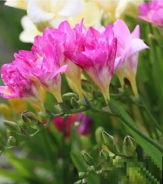 这花特好养，水越少花越多，一串能开16朵！