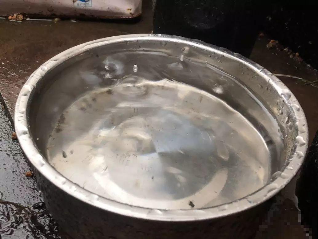 多肉根系不够壮？记住这4点，半月养出大白根！