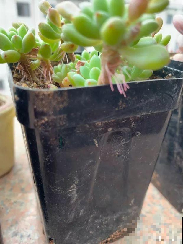 花上长出这种根，别着急剪，有了它花越长越旺盛！
