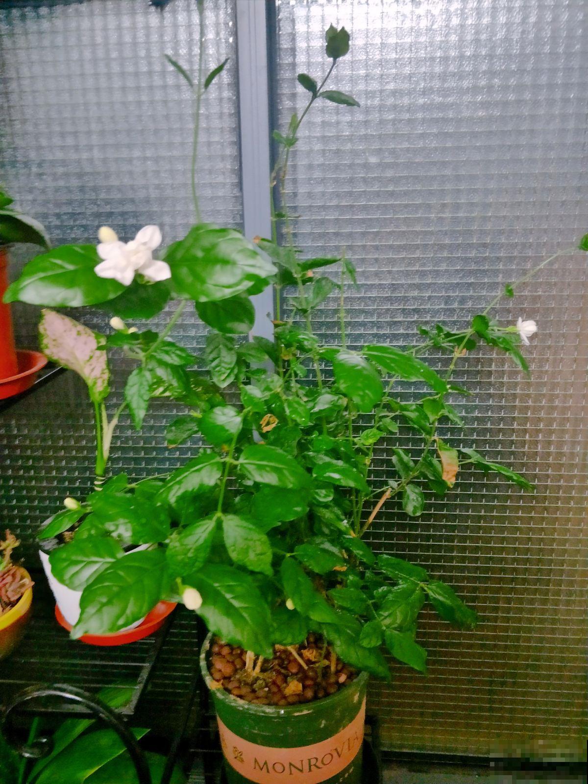家里养这3种植物赚大了，不仅美貌赏不够，能吃能闻还能用！