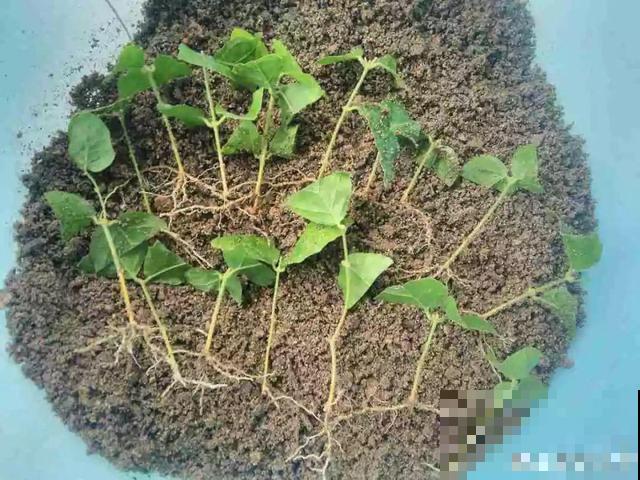 这个时候施肥，跟毒药一样，把花全烧死了