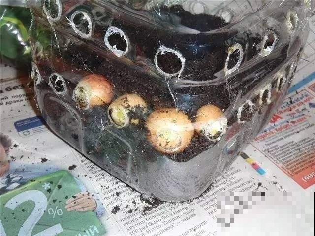 阳台摆七个空油桶，随手撒几粒种子，一天摘一桶菜全家够吃！