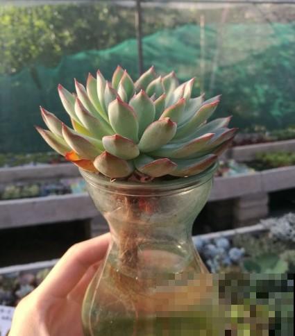 3种水培植物冬天养，换换水，省去养花不少麻烦事！