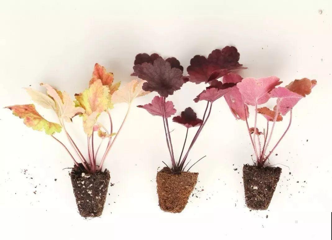 别养绿萝了，这种耐阴花，冬天低温冻不死！