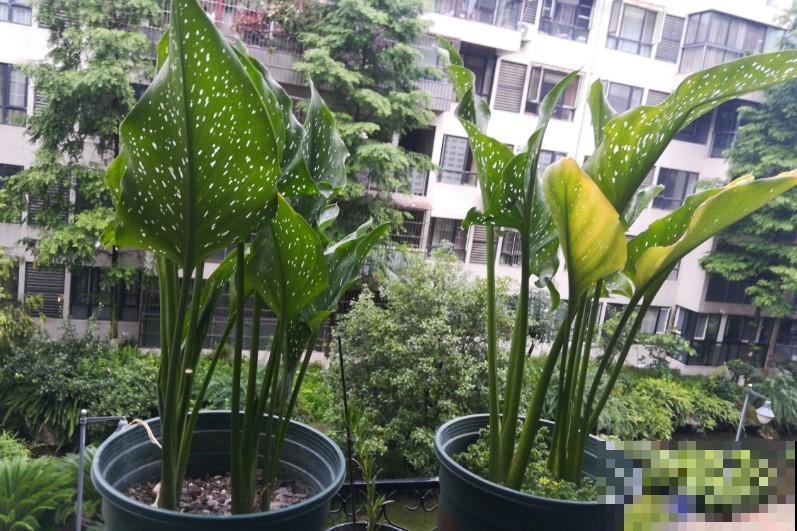 在家里养盆马蹄莲，这么养不招虫，还能四季都开花！
