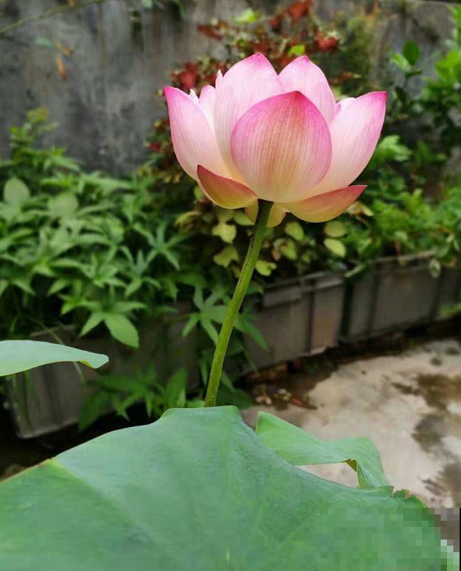 16岁男孩，为重病奶奶建花园，2年种了上百盆花！