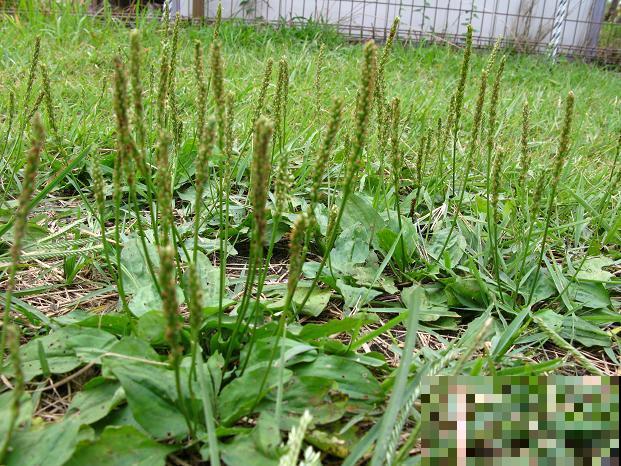野外这杂草春天能赏叶，秋天挖出来能卖大价钱，你家门口就有！