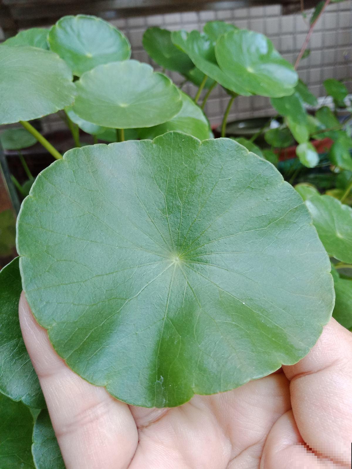 怕铜钱草秋冬挺不过去？赶紧用这个大招，效果绝对好！