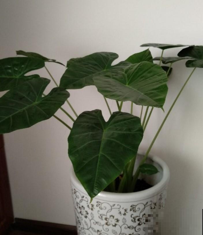 再漂亮的植物摆在室内也不行，就是这5种，你家里有养吗？
