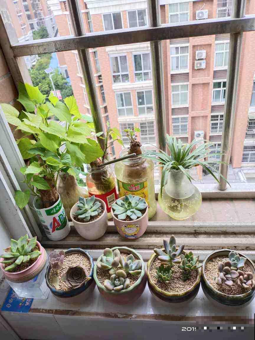 淘米水不要着急倒，用到植物上，植物根粗叶肥