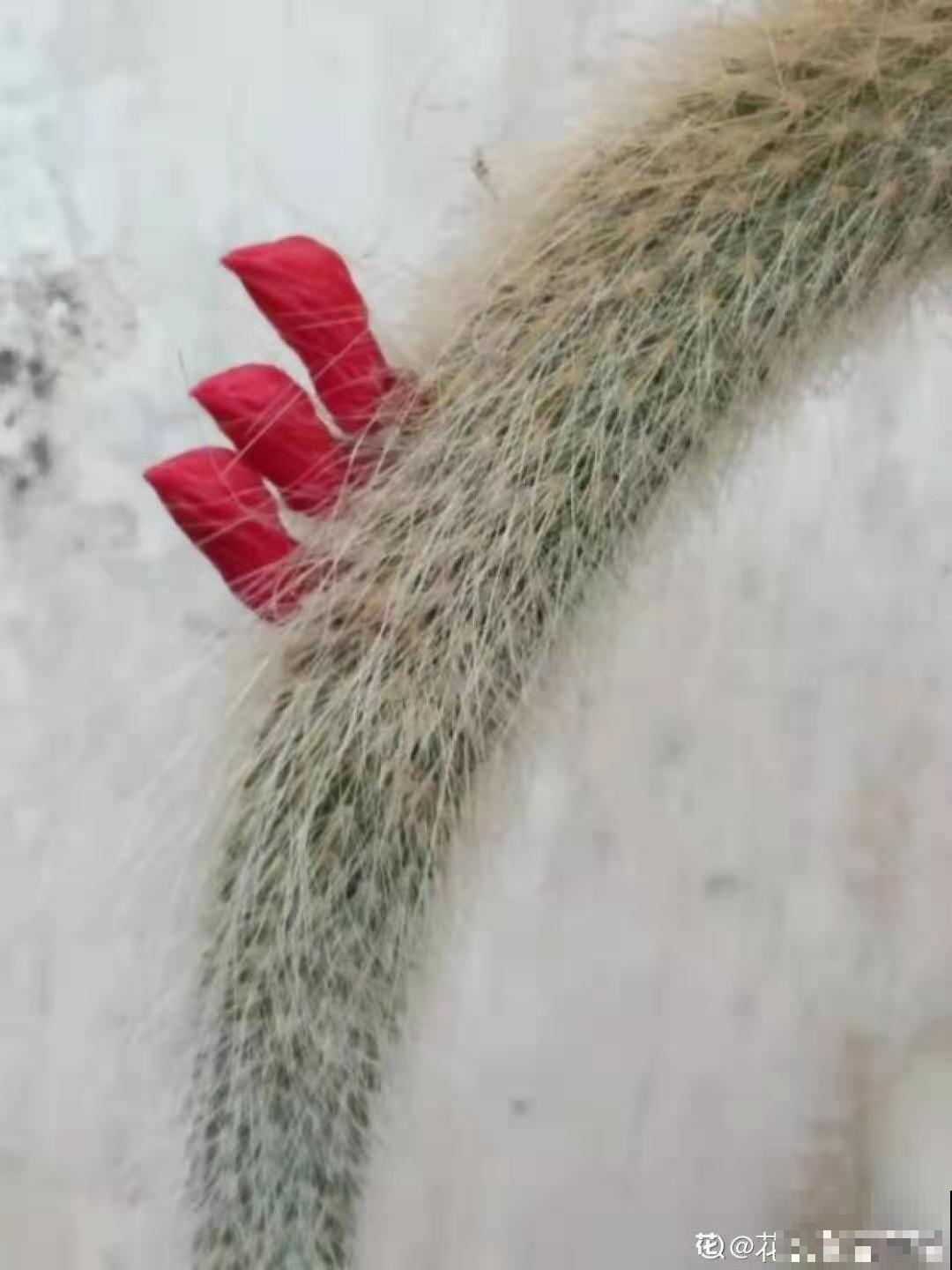 这种多肉要吊着养，墙上挂一盆，格调提升好几度！