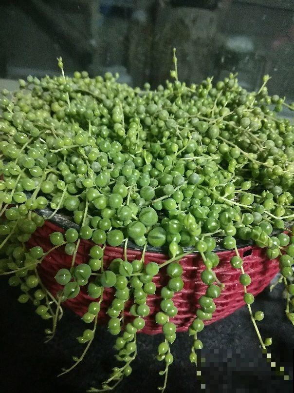 这几种植物，既高雅又大方，特别适合秋天入手！