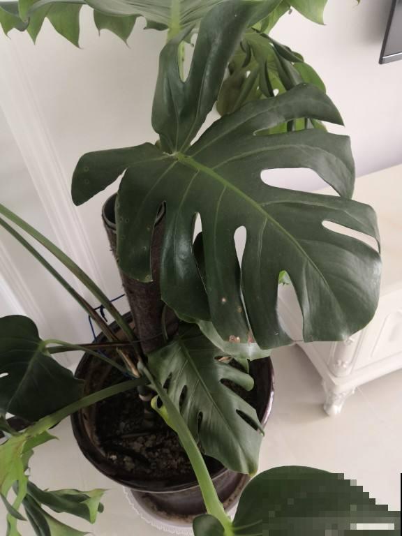 今天给大家介绍几种适合摆放在室内的植物