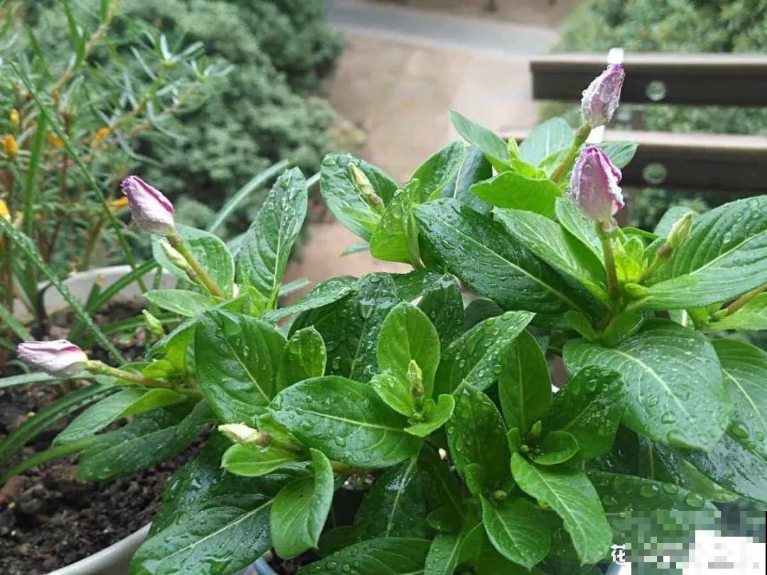 这花用点肥就能开，一茬接一茬，不爱生虫特省事！