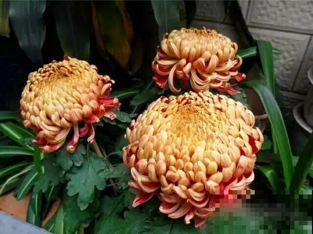 菊花怎么才能多多开花？用上这几招菊开满园，邻居都来偷师！