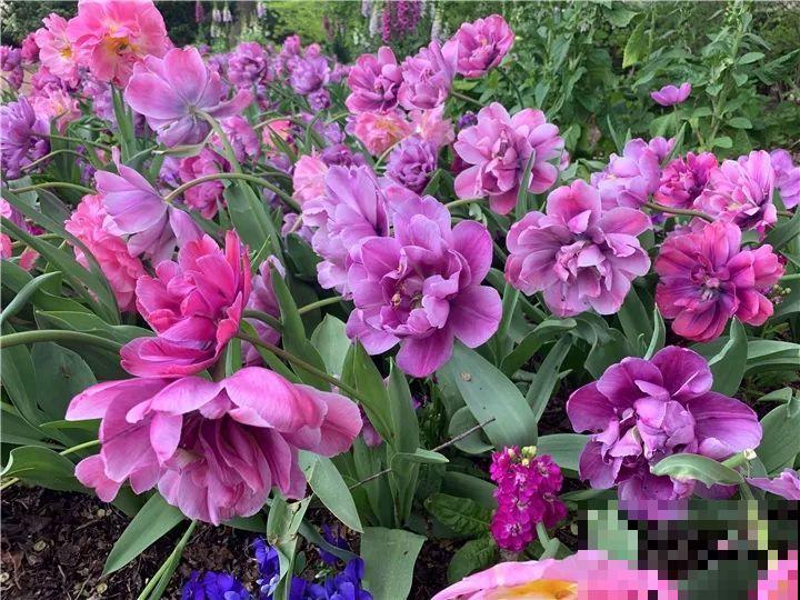 急性子养这6种花，长得快、爆花多，1盆能开大半年！
