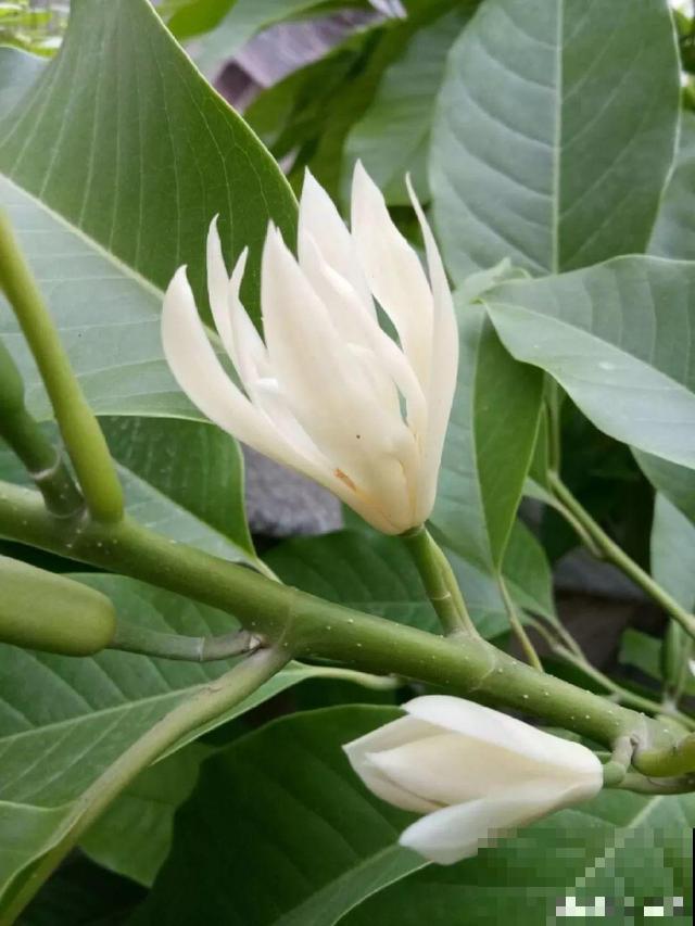 花香堪比香水，邻居大妈都追着问，眼馋极了
