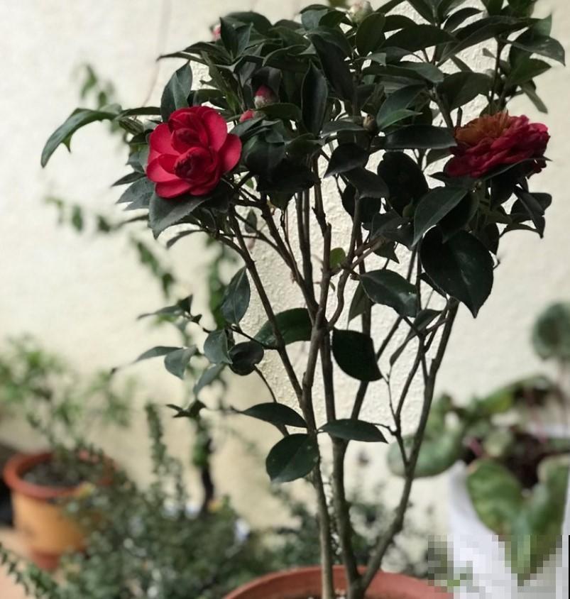 茶花突然掉花苞，这个季节真是不应该，赶紧这样做才能挽救回来！